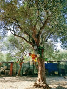 IMG-20241226-WA0086